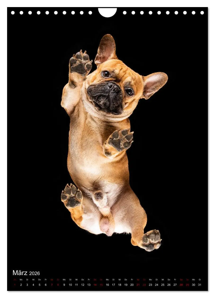 Bild: 9783516359718 | Bullyzauber - Französische Bulldoggen (Wandkalender 2026 DIN A4...