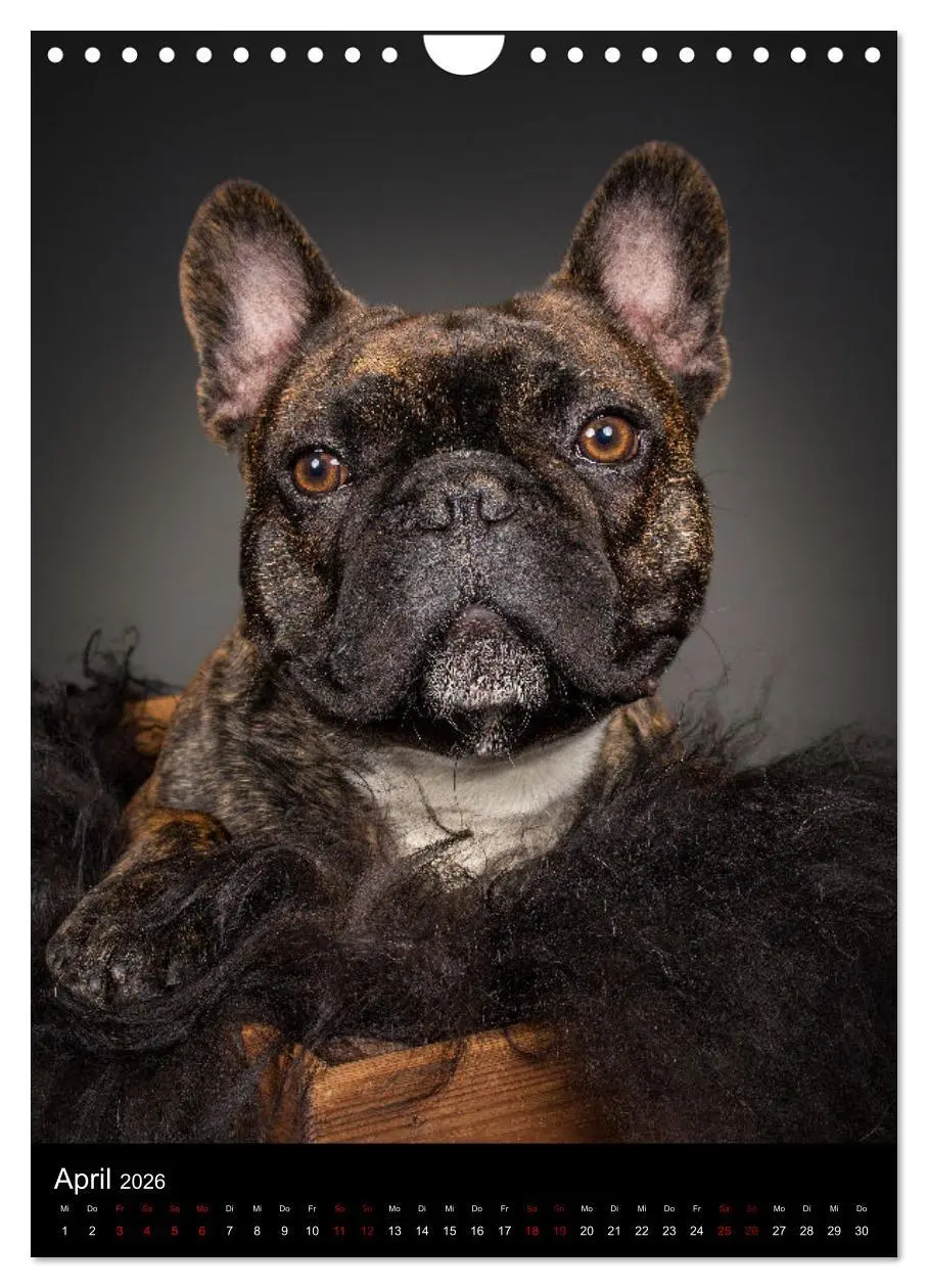 Bild: 9783516359718 | Bullyzauber - Französische Bulldoggen (Wandkalender 2026 DIN A4...