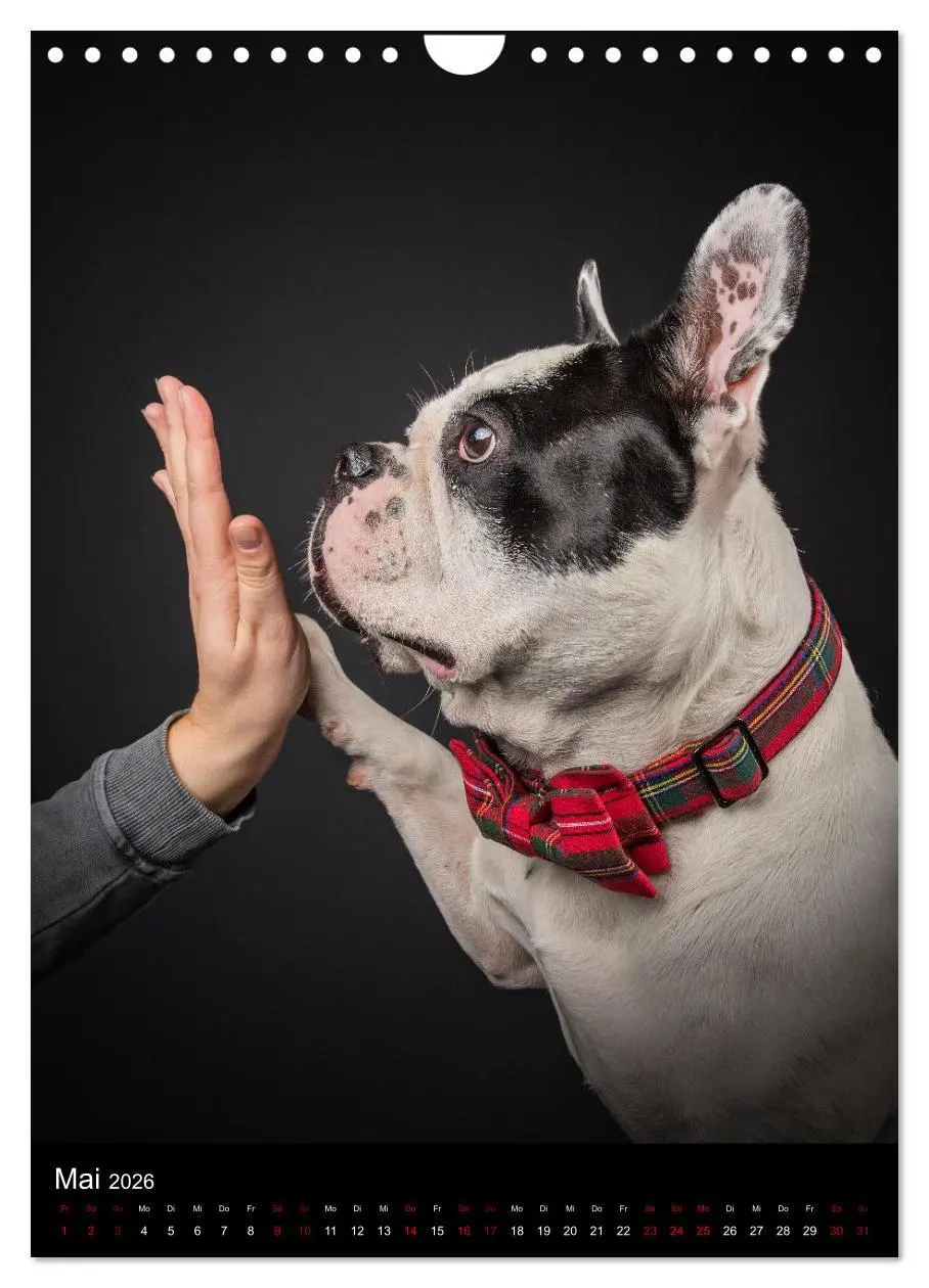 Bild: 9783516359718 | Bullyzauber - Französische Bulldoggen (Wandkalender 2026 DIN A4...
