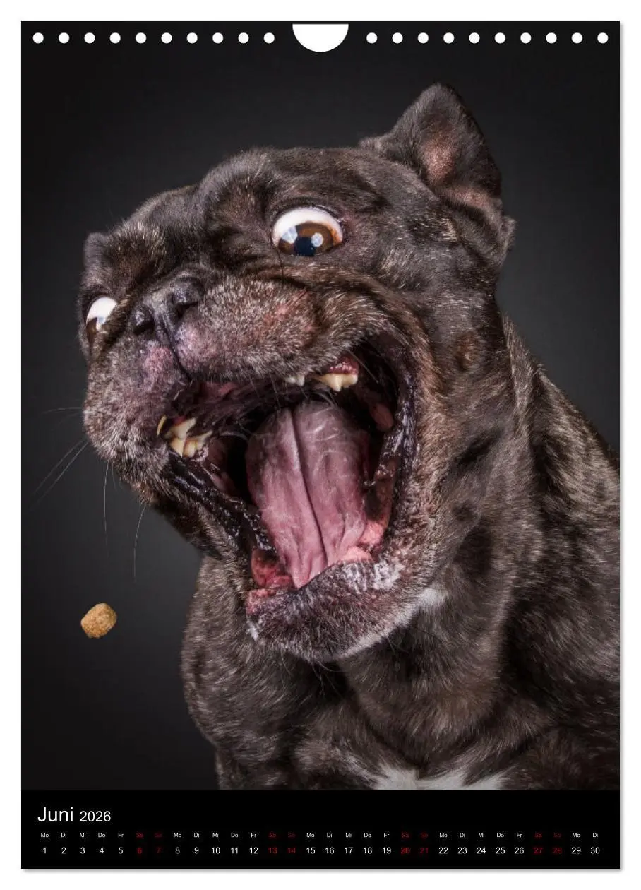 Bild: 9783516359718 | Bullyzauber - Französische Bulldoggen (Wandkalender 2026 DIN A4...