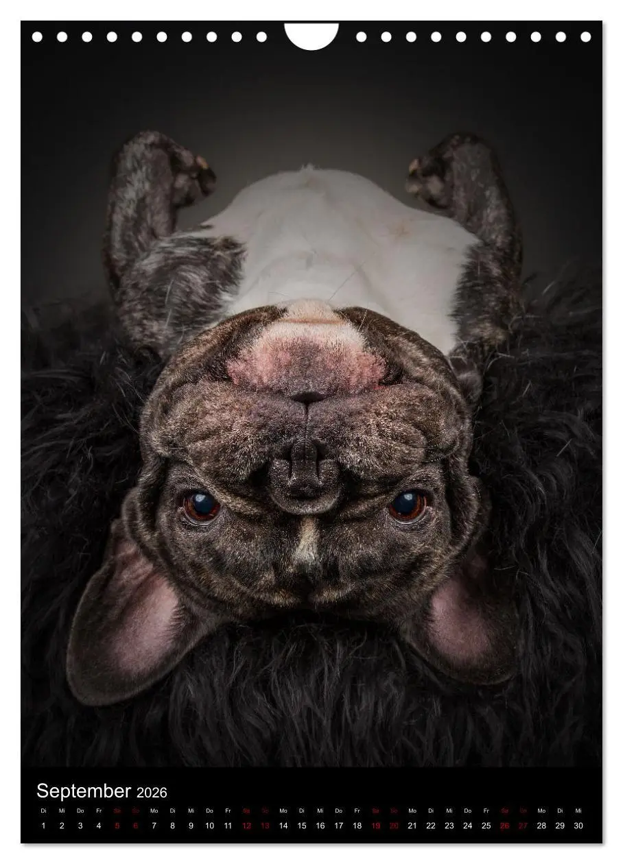 Bild: 9783516359718 | Bullyzauber - Französische Bulldoggen (Wandkalender 2026 DIN A4...