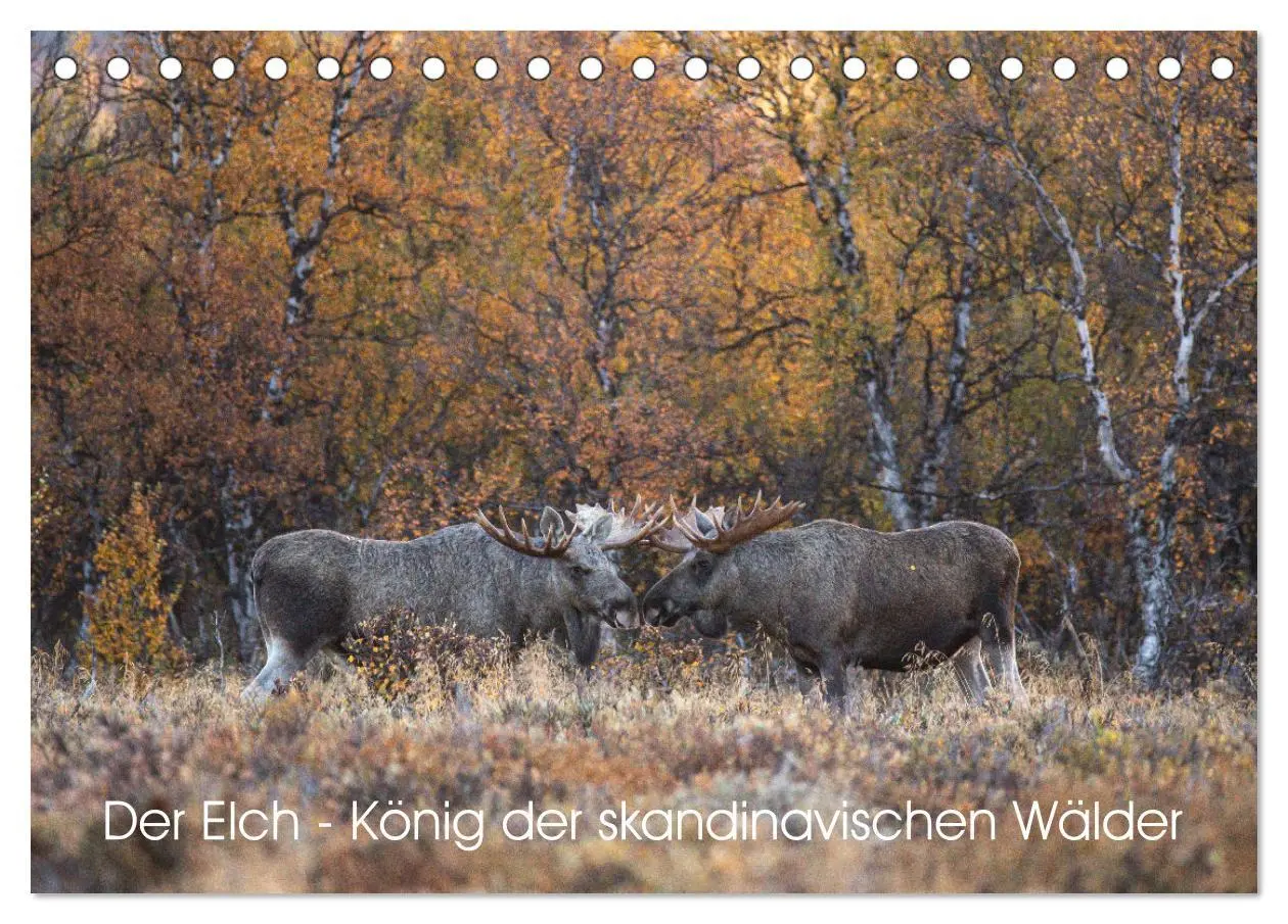 Cover: 9783457569818 | Der Elch - König der skandinavischen Wälder (Tischkalender 2026 DIN...