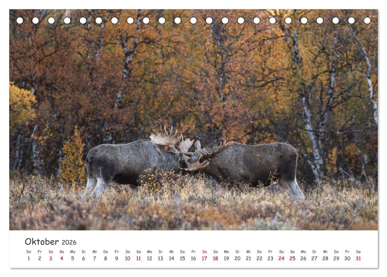 Bild: 9783457569818 | Der Elch - König der skandinavischen Wälder (Tischkalender 2026 DIN...