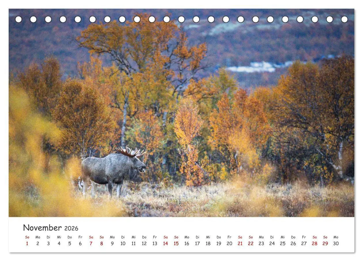 Bild: 9783457569818 | Der Elch - König der skandinavischen Wälder (Tischkalender 2026 DIN...