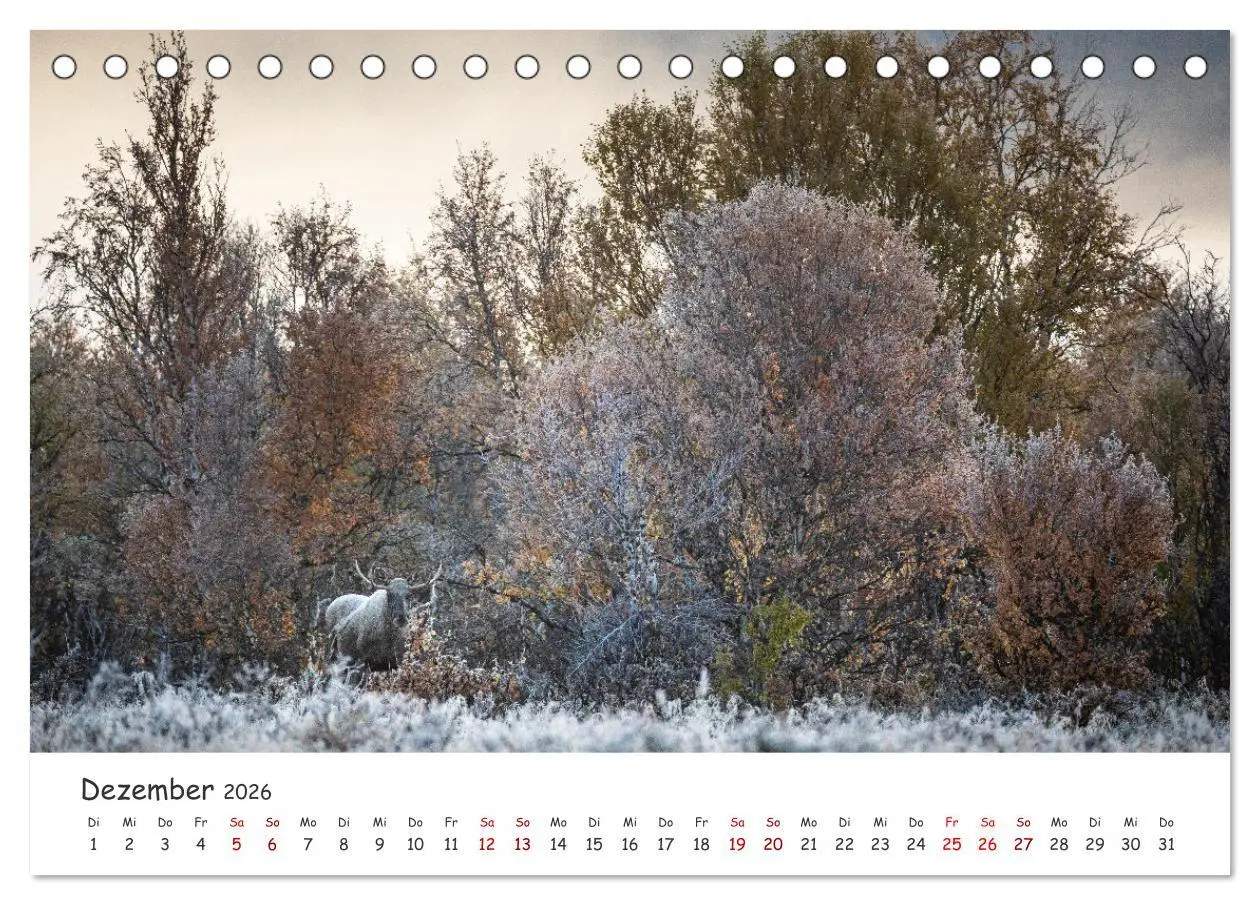 Bild: 9783457569818 | Der Elch - König der skandinavischen Wälder (Tischkalender 2026 DIN...