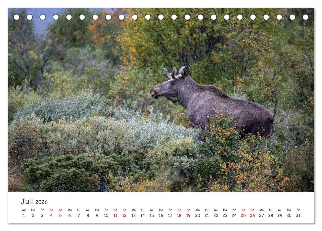 Bild: 9783457569818 | Der Elch - König der skandinavischen Wälder (Tischkalender 2026 DIN...