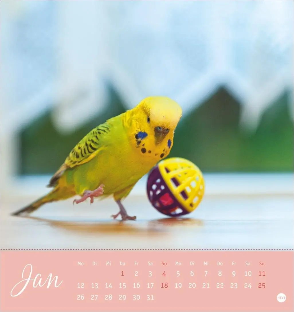 Bild: 9783756410019 | Freche Wellensittiche Postkartenkalender 2026 | Monika Wegler | 13 S.