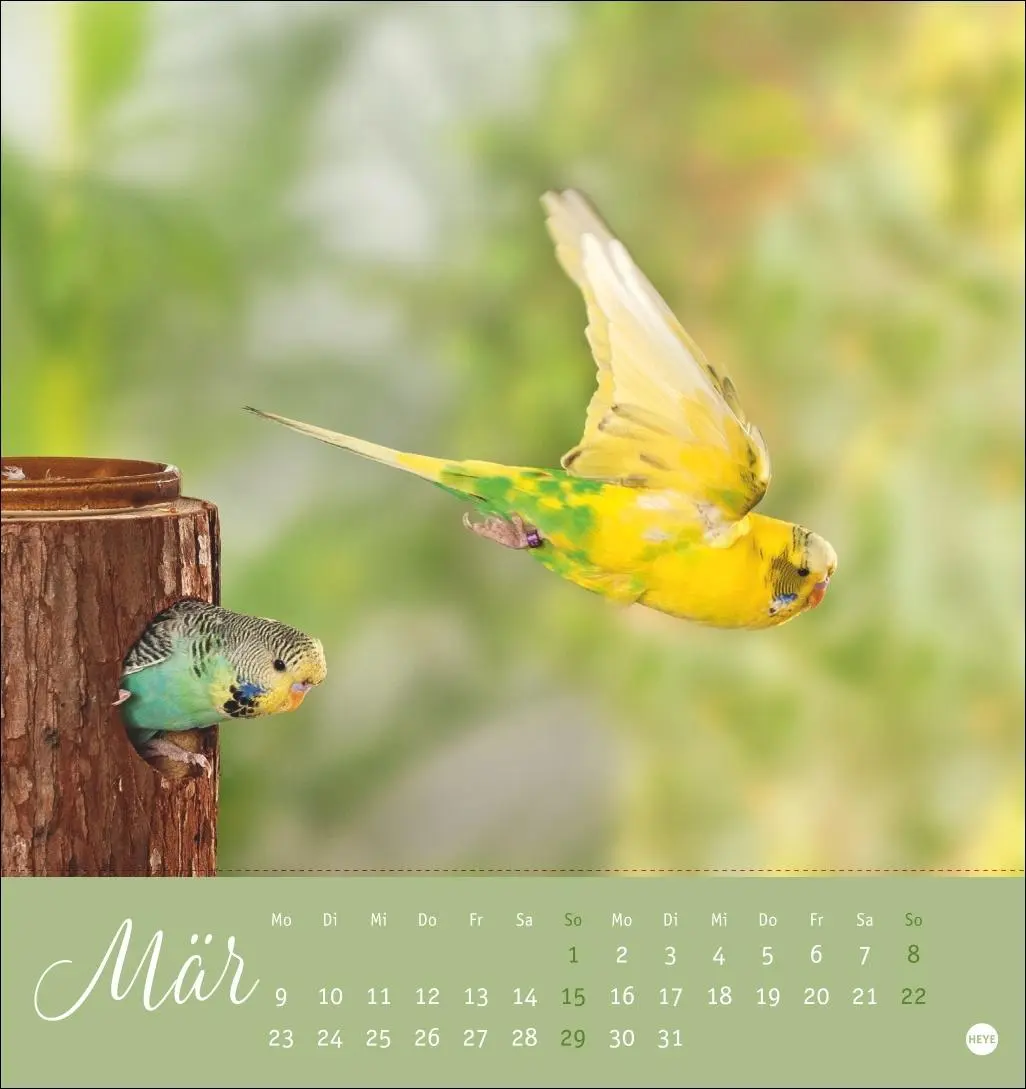 Bild: 9783756410019 | Freche Wellensittiche Postkartenkalender 2026 | Monika Wegler | 13 S.
