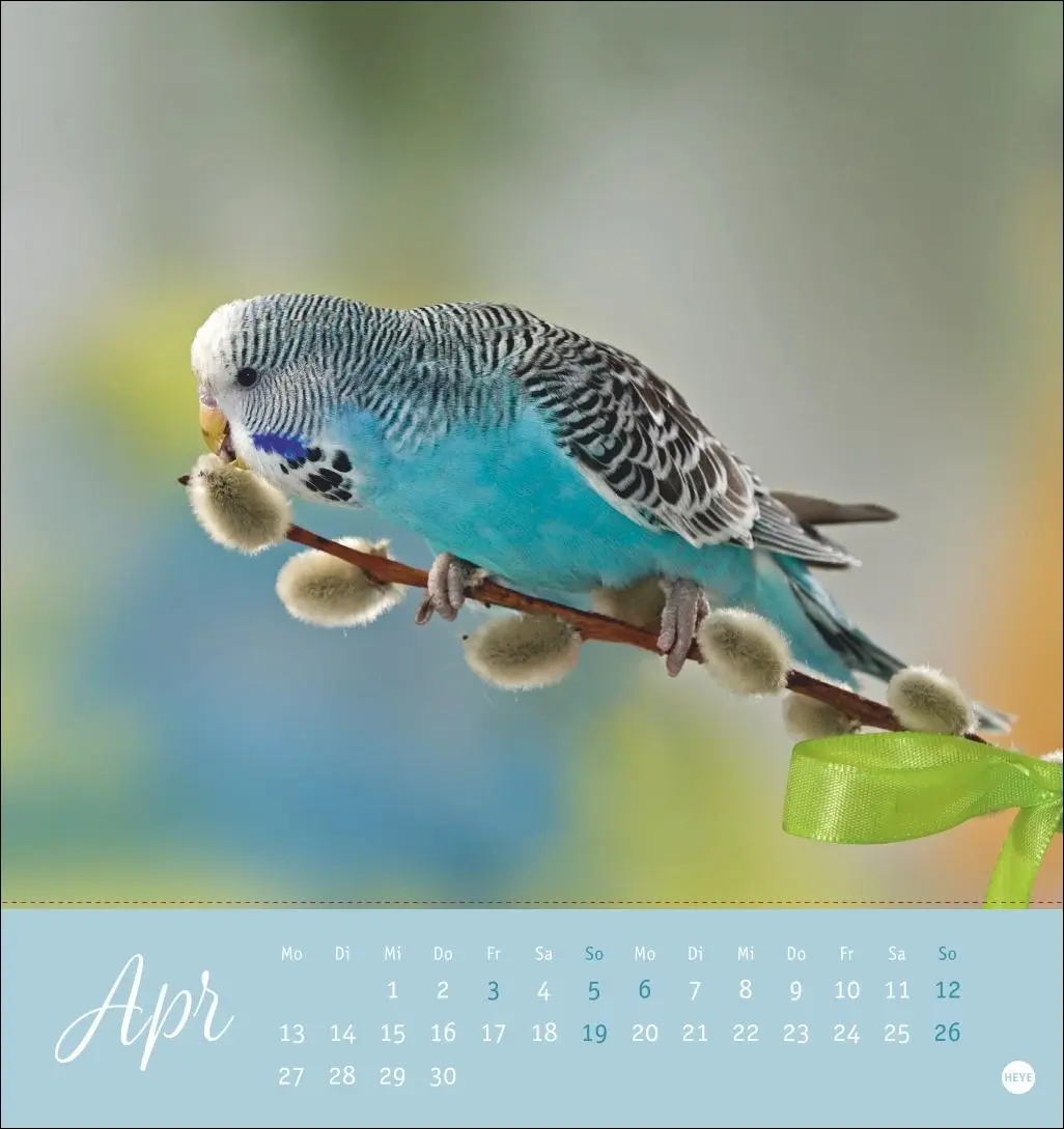 Bild: 9783756410019 | Freche Wellensittiche Postkartenkalender 2026 | Monika Wegler | 13 S.