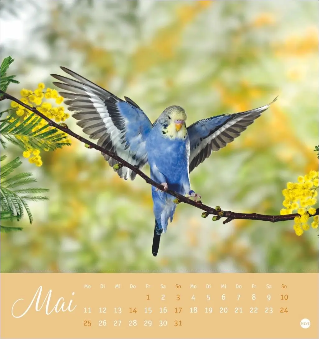 Bild: 9783756410019 | Freche Wellensittiche Postkartenkalender 2026 | Monika Wegler | 13 S.
