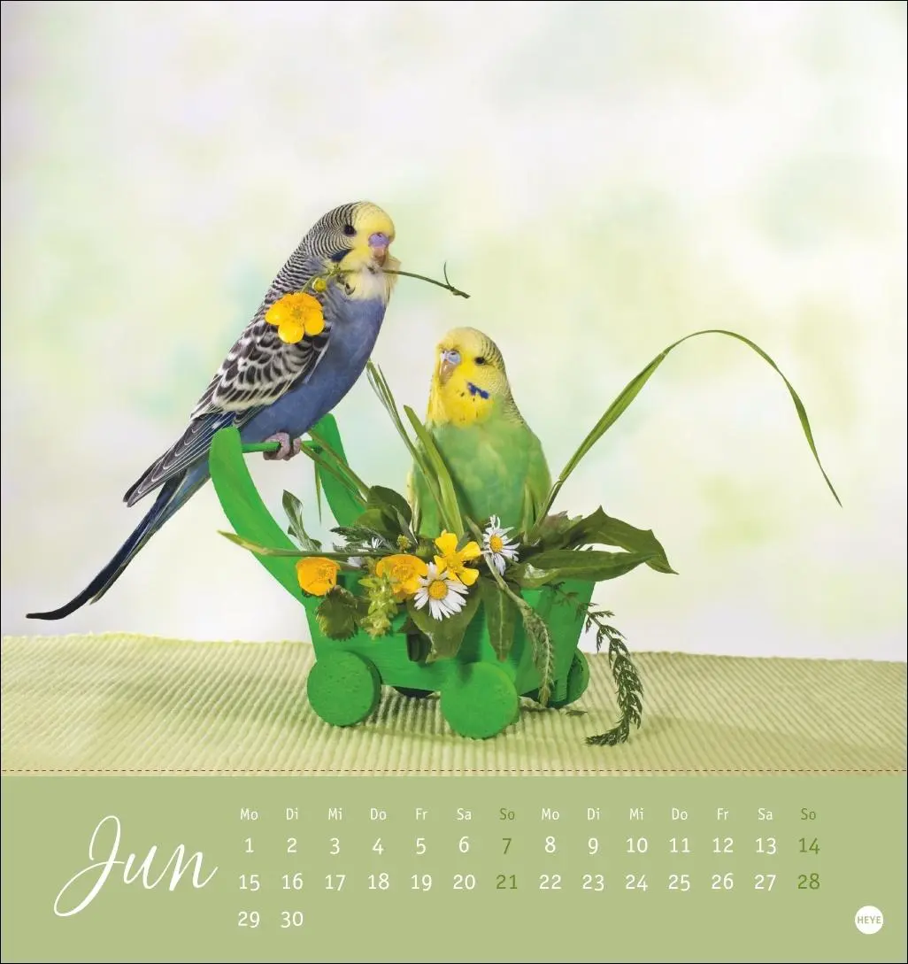 Bild: 9783756410019 | Freche Wellensittiche Postkartenkalender 2026 | Monika Wegler | 13 S.
