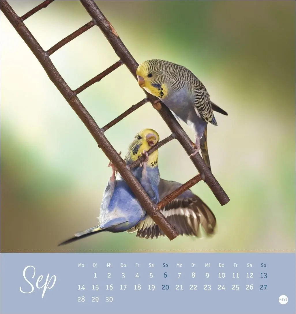 Bild: 9783756410019 | Freche Wellensittiche Postkartenkalender 2026 | Monika Wegler | 13 S.
