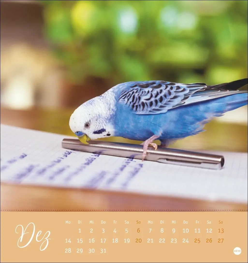 Bild: 9783756410019 | Freche Wellensittiche Postkartenkalender 2026 | Monika Wegler | 13 S.