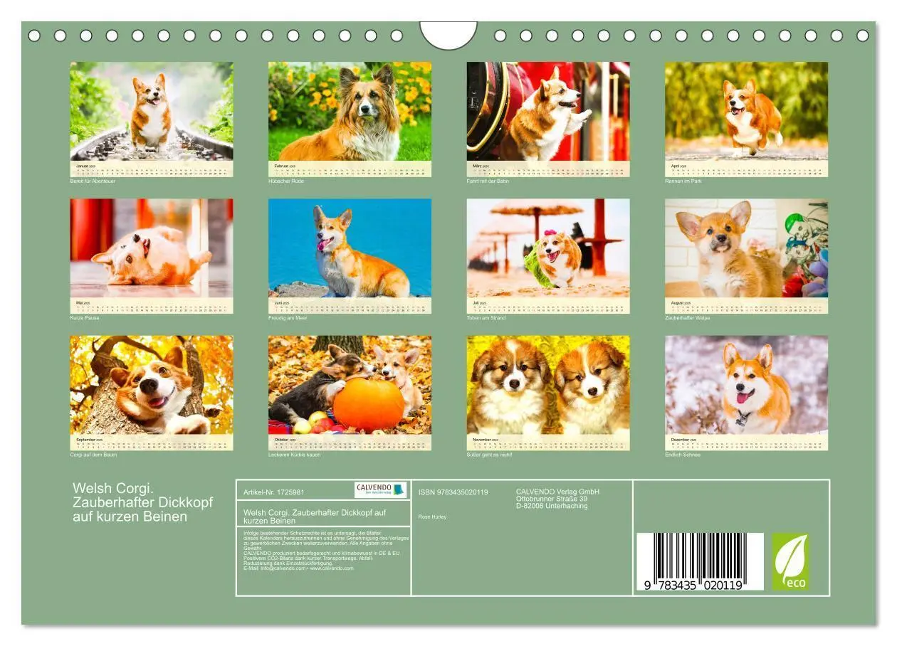 Bild: 9783435020119 | Welsh Corgi. Zauberhafter Dickkopf auf kurzen Beinen (Wandkalender...
