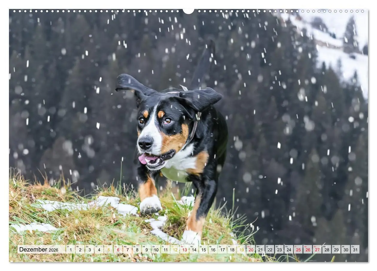 Bild: 9783457350119 | Entlebucher - Temperamentvolle Schweizer Sennenhunde (hochwertiger...