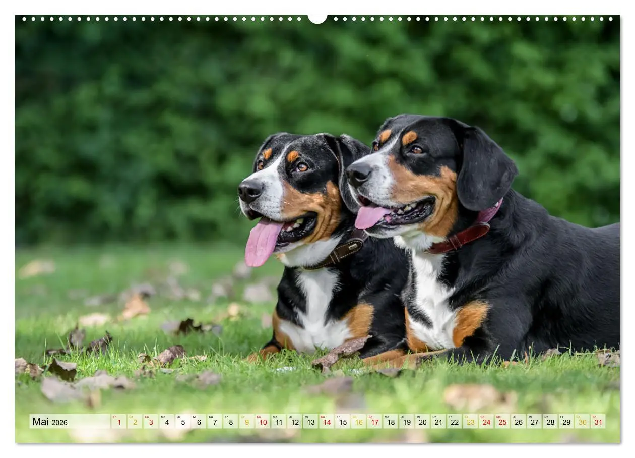 Bild: 9783457350119 | Entlebucher - Temperamentvolle Schweizer Sennenhunde (hochwertiger...