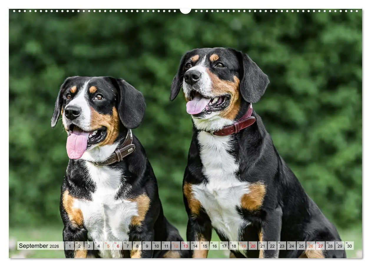 Bild: 9783457350119 | Entlebucher - Temperamentvolle Schweizer Sennenhunde (hochwertiger...