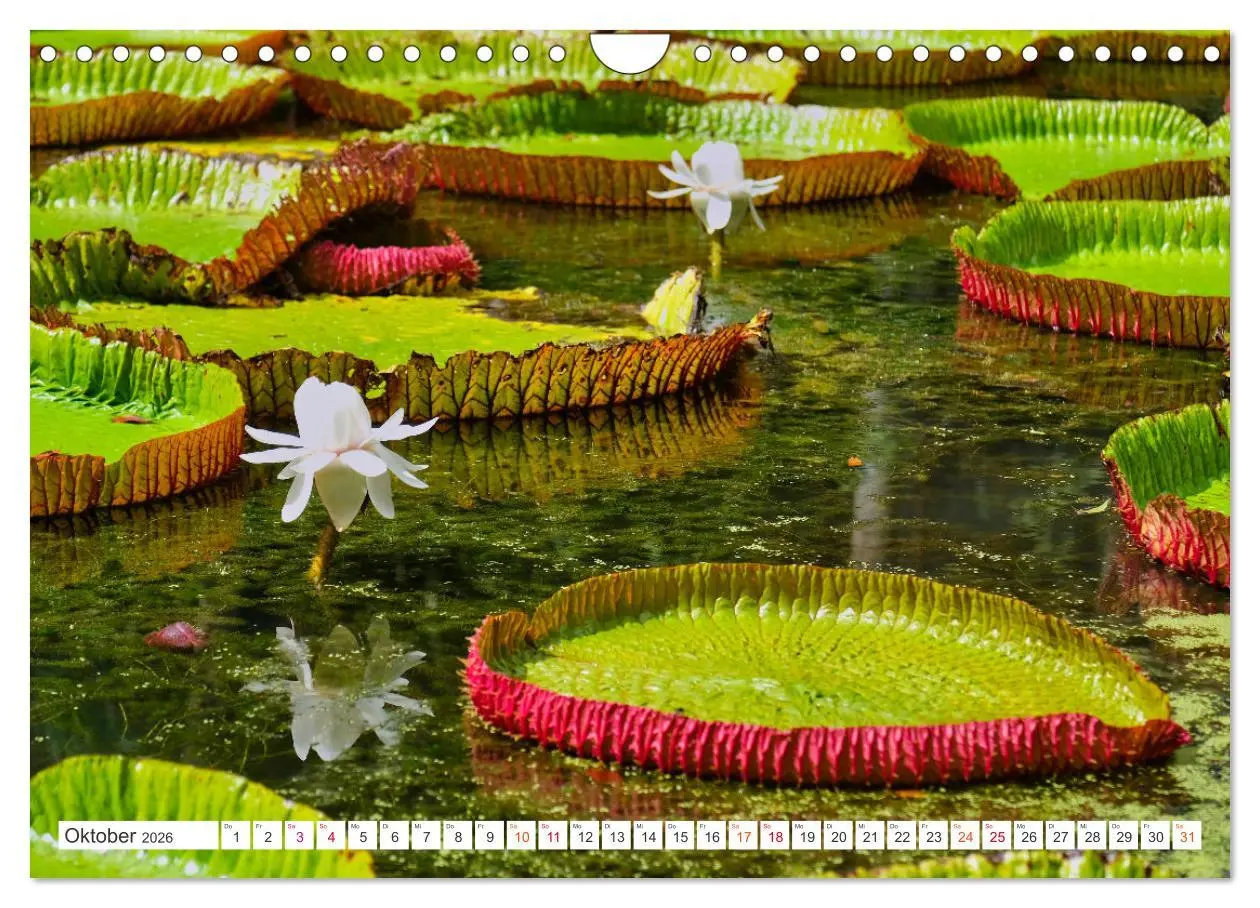 Bild: 9783457270219 | Mauritius - Schönheit im Indischen Ozean (Wandkalender 2026 DIN A4...