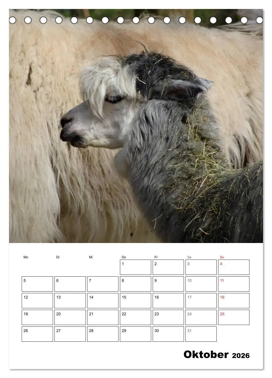 Bild: 9783516430219 | Alpaka und Lama Terminplaner (Tischkalender 2026 DIN A5 hoch),...