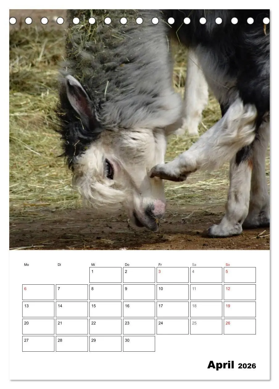 Bild: 9783516430219 | Alpaka und Lama Terminplaner (Tischkalender 2026 DIN A5 hoch),...