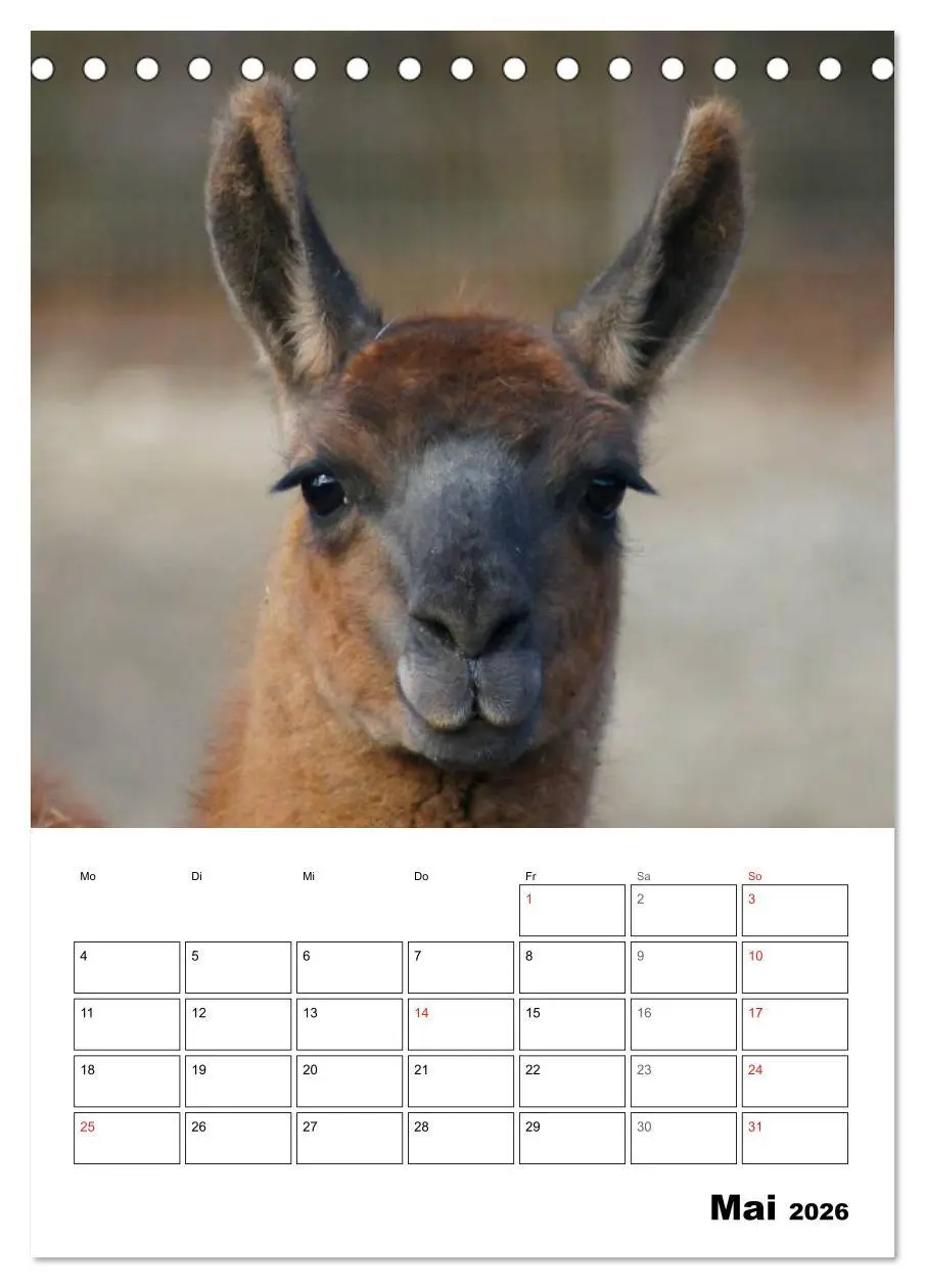 Bild: 9783516430219 | Alpaka und Lama Terminplaner (Tischkalender 2026 DIN A5 hoch),...