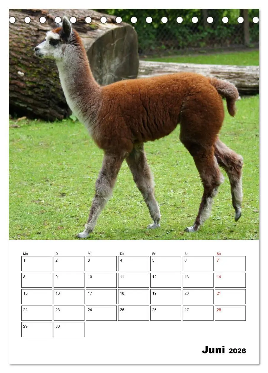 Bild: 9783516430219 | Alpaka und Lama Terminplaner (Tischkalender 2026 DIN A5 hoch),...