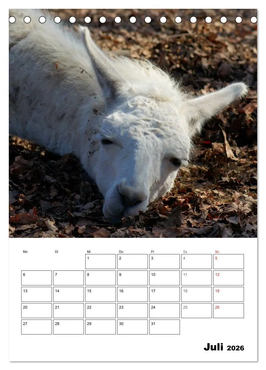 Bild: 9783516430219 | Alpaka und Lama Terminplaner (Tischkalender 2026 DIN A5 hoch),...