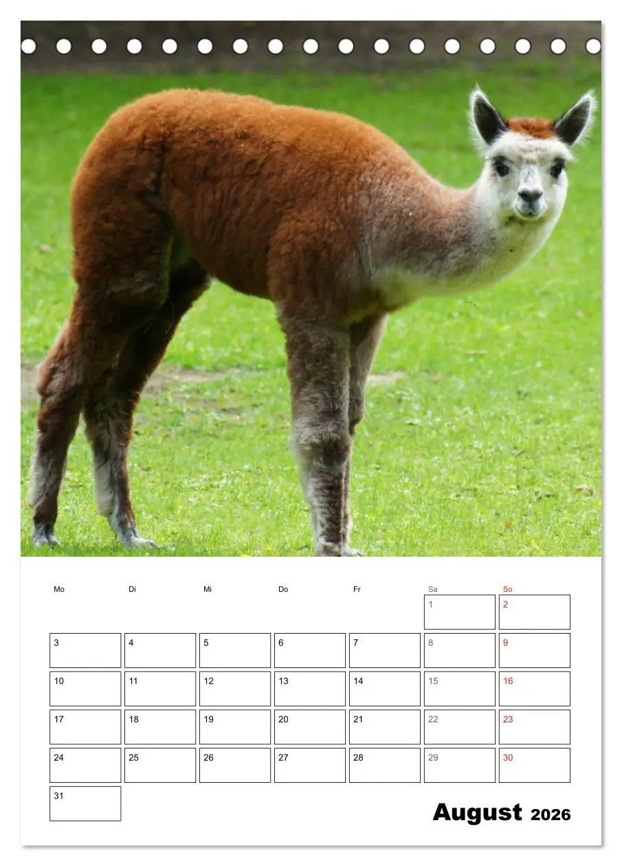 Bild: 9783516430219 | Alpaka und Lama Terminplaner (Tischkalender 2026 DIN A5 hoch),...