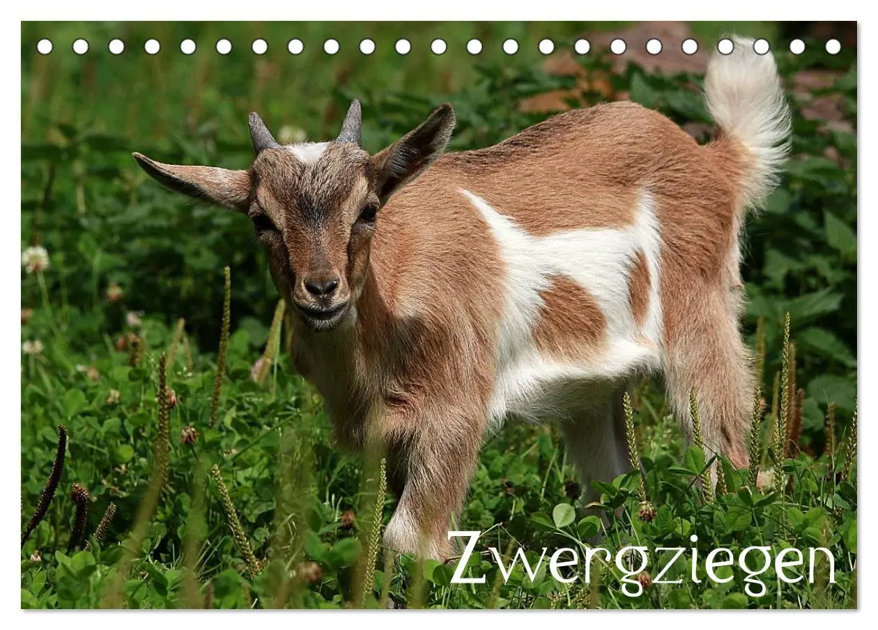 Cover: 9783516190519 | Zwergziegen (Tischkalender 2026 DIN A5 quer), CALVENDO Monatskalender