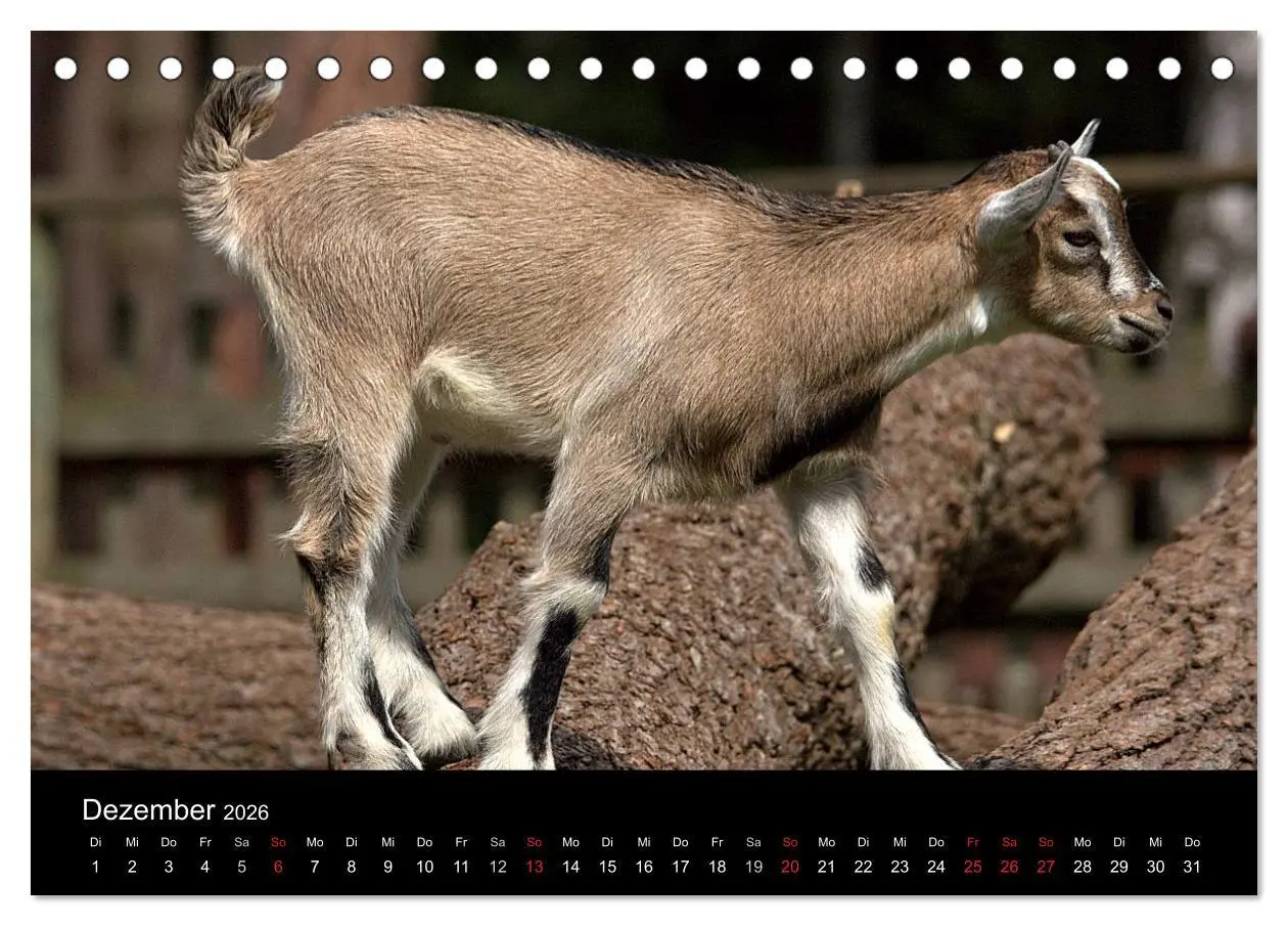 Bild: 9783516190519 | Zwergziegen (Tischkalender 2026 DIN A5 quer), CALVENDO Monatskalender