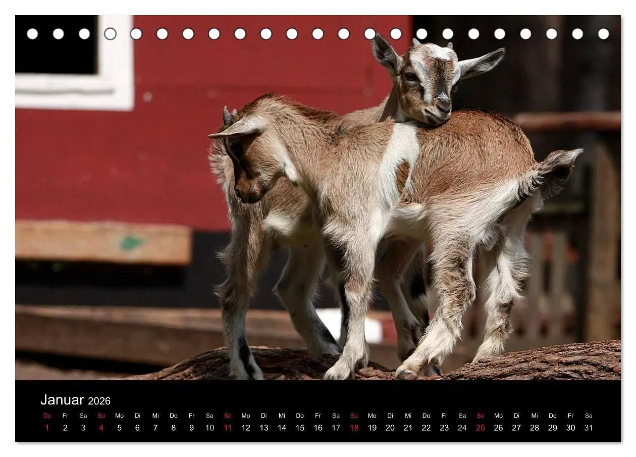 Bild: 9783516190519 | Zwergziegen (Tischkalender 2026 DIN A5 quer), CALVENDO Monatskalender