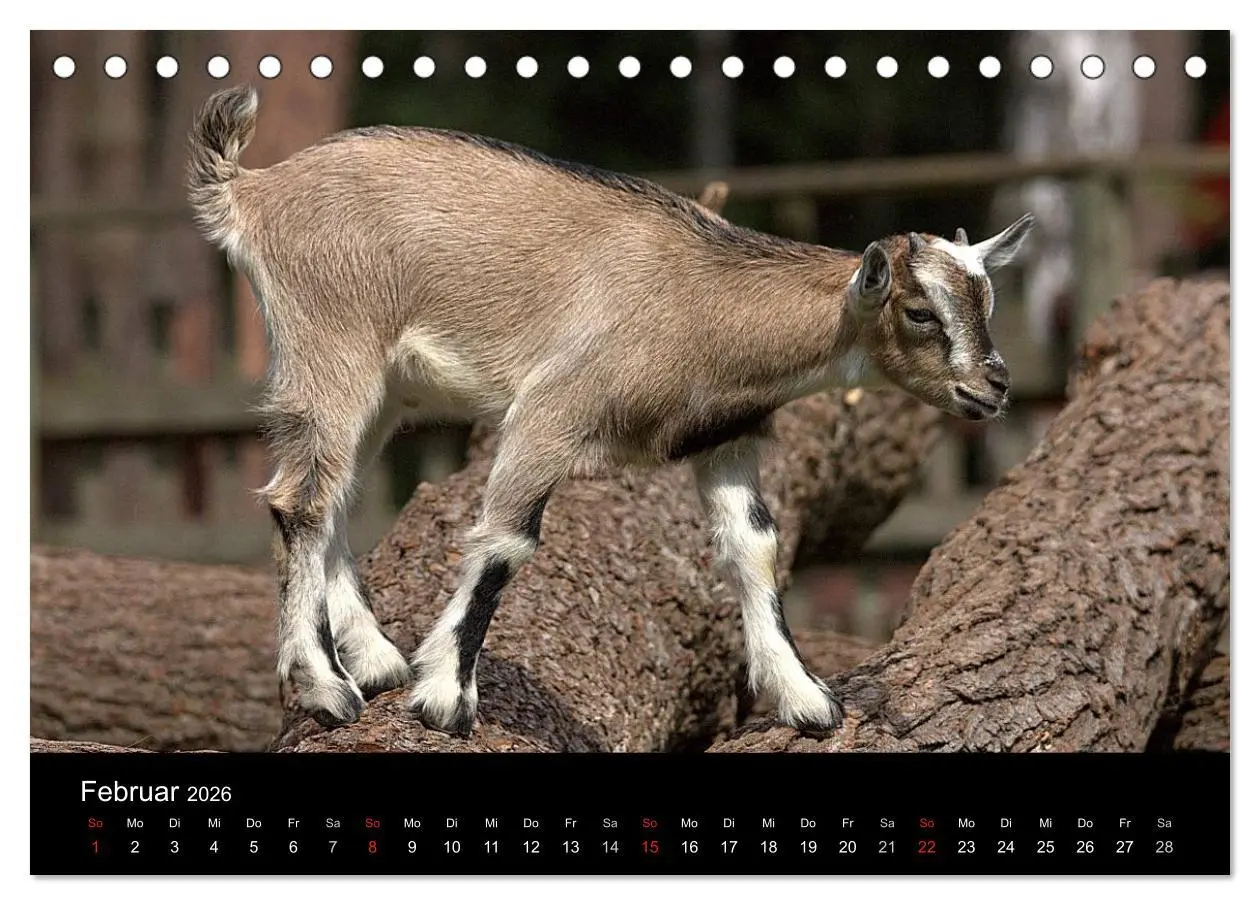 Bild: 9783516190519 | Zwergziegen (Tischkalender 2026 DIN A5 quer), CALVENDO Monatskalender