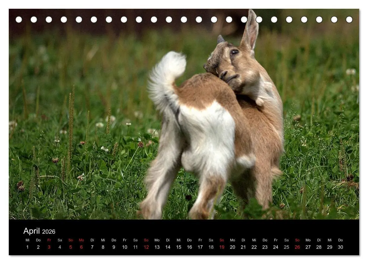 Bild: 9783516190519 | Zwergziegen (Tischkalender 2026 DIN A5 quer), CALVENDO Monatskalender