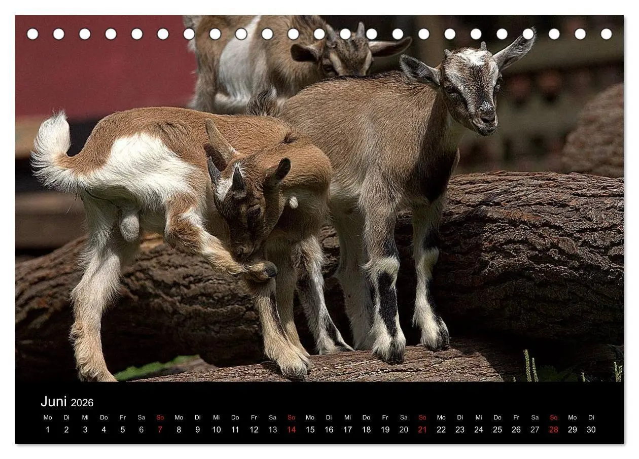 Bild: 9783516190519 | Zwergziegen (Tischkalender 2026 DIN A5 quer), CALVENDO Monatskalender