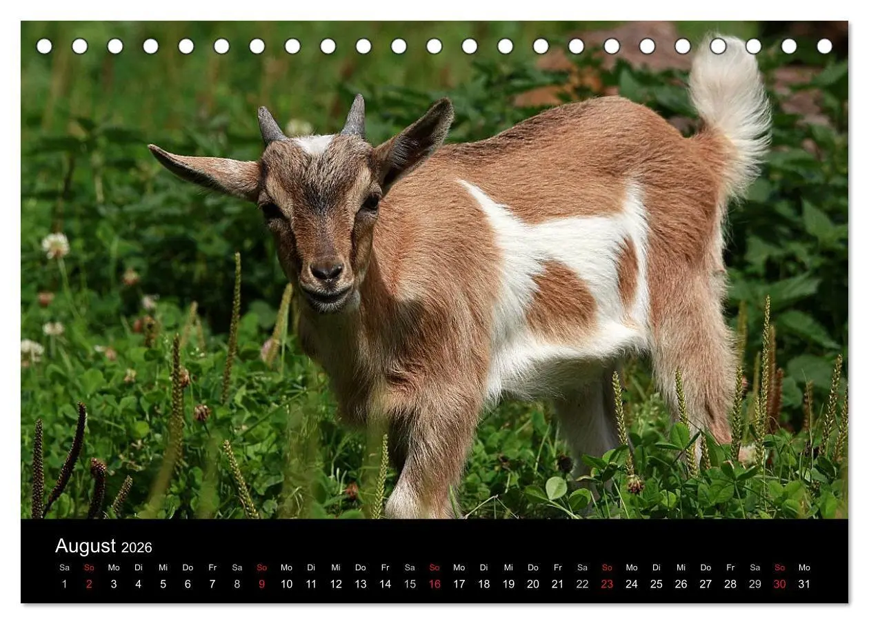 Bild: 9783516190519 | Zwergziegen (Tischkalender 2026 DIN A5 quer), CALVENDO Monatskalender