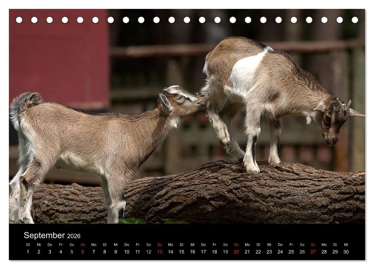 Bild: 9783516190519 | Zwergziegen (Tischkalender 2026 DIN A5 quer), CALVENDO Monatskalender