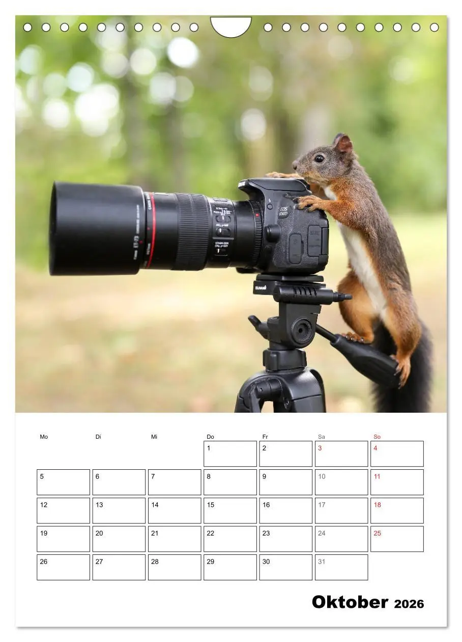 Bild: 9783516400519 | Die kleine Welt der Eichhörnchen in Regensburg (Wandkalender 2026...