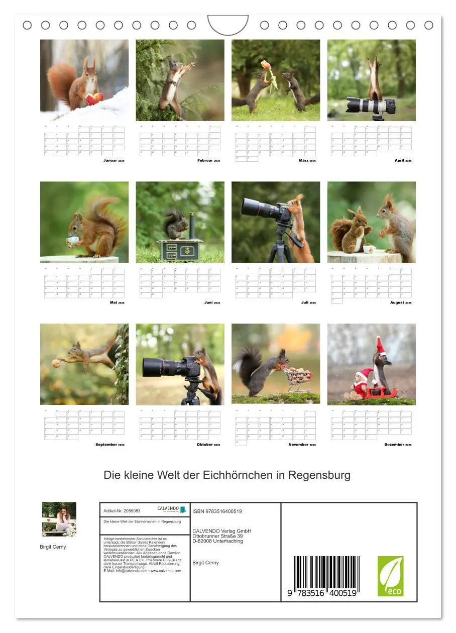 Bild: 9783516400519 | Die kleine Welt der Eichhörnchen in Regensburg (Wandkalender 2026...
