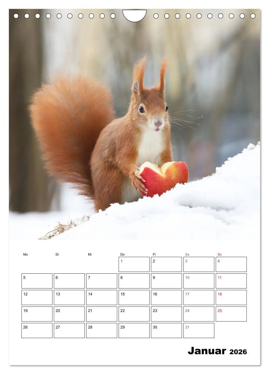 Bild: 9783516400519 | Die kleine Welt der Eichhörnchen in Regensburg (Wandkalender 2026...