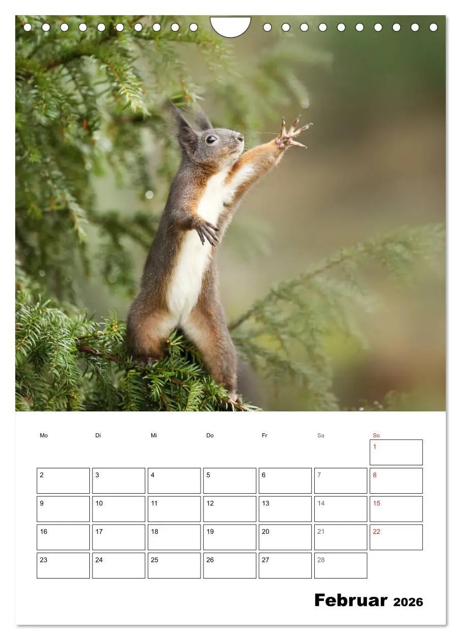 Bild: 9783516400519 | Die kleine Welt der Eichhörnchen in Regensburg (Wandkalender 2026...