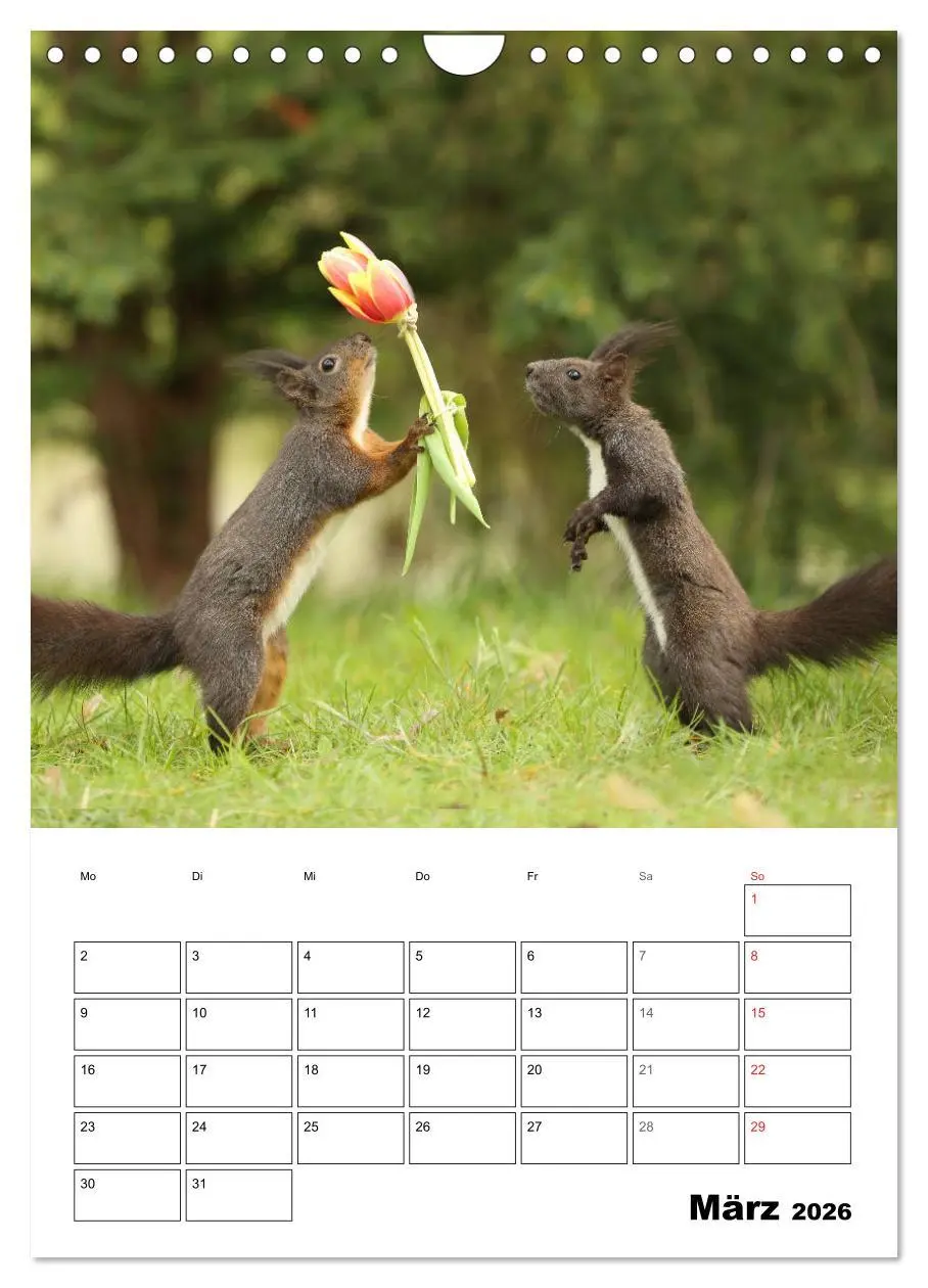 Bild: 9783516400519 | Die kleine Welt der Eichhörnchen in Regensburg (Wandkalender 2026...