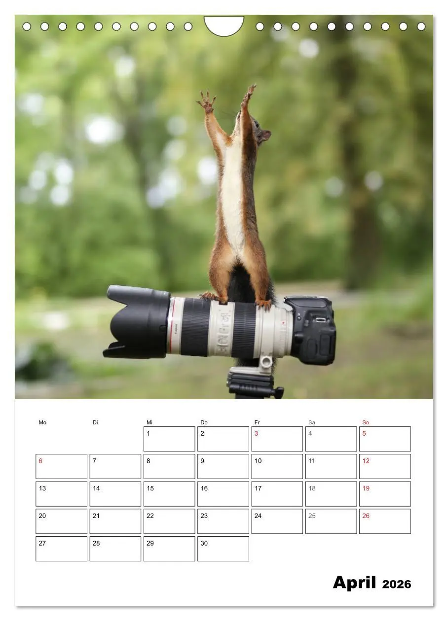 Bild: 9783516400519 | Die kleine Welt der Eichhörnchen in Regensburg (Wandkalender 2026...