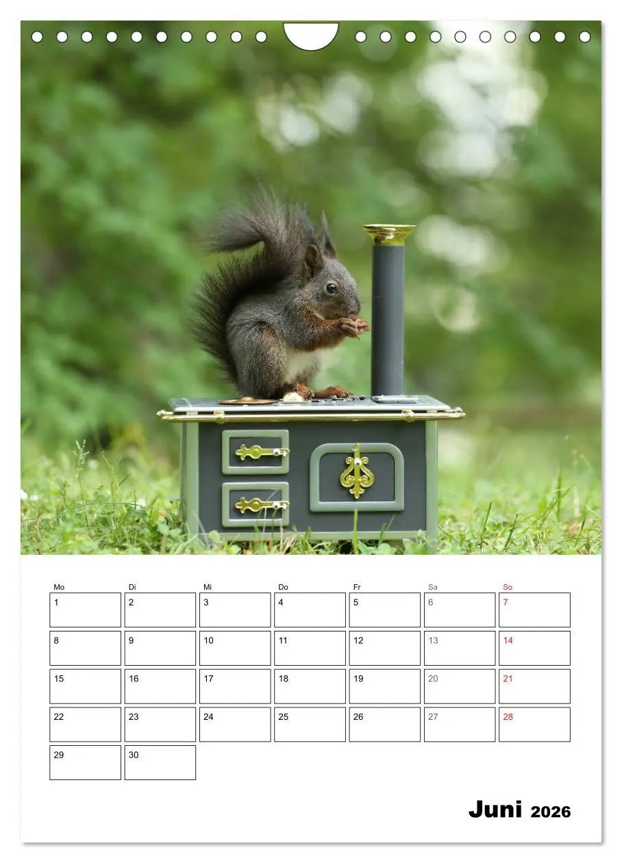 Bild: 9783516400519 | Die kleine Welt der Eichhörnchen in Regensburg (Wandkalender 2026...
