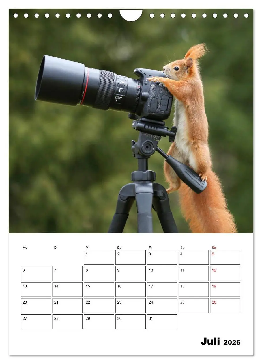 Bild: 9783516400519 | Die kleine Welt der Eichhörnchen in Regensburg (Wandkalender 2026...