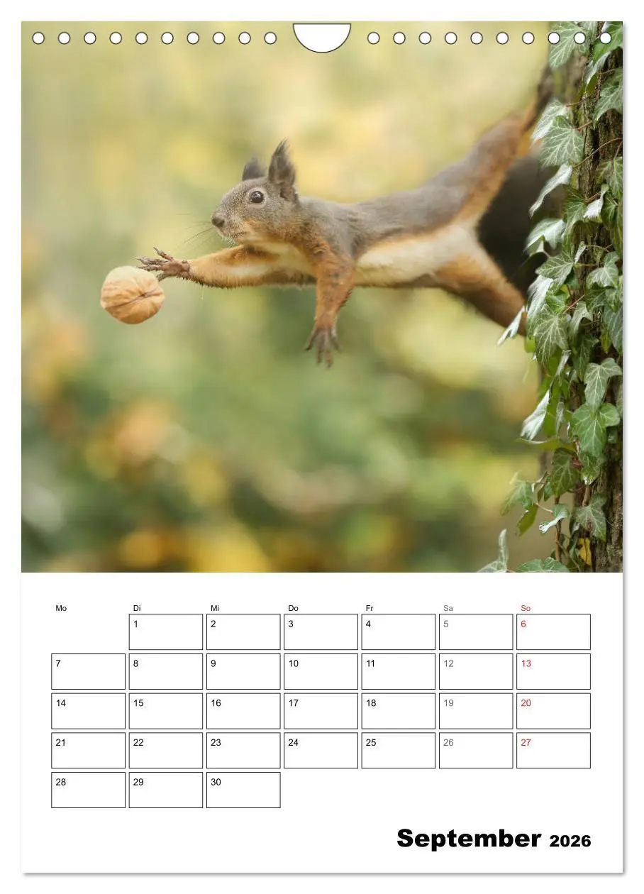 Bild: 9783516400519 | Die kleine Welt der Eichhörnchen in Regensburg (Wandkalender 2026...