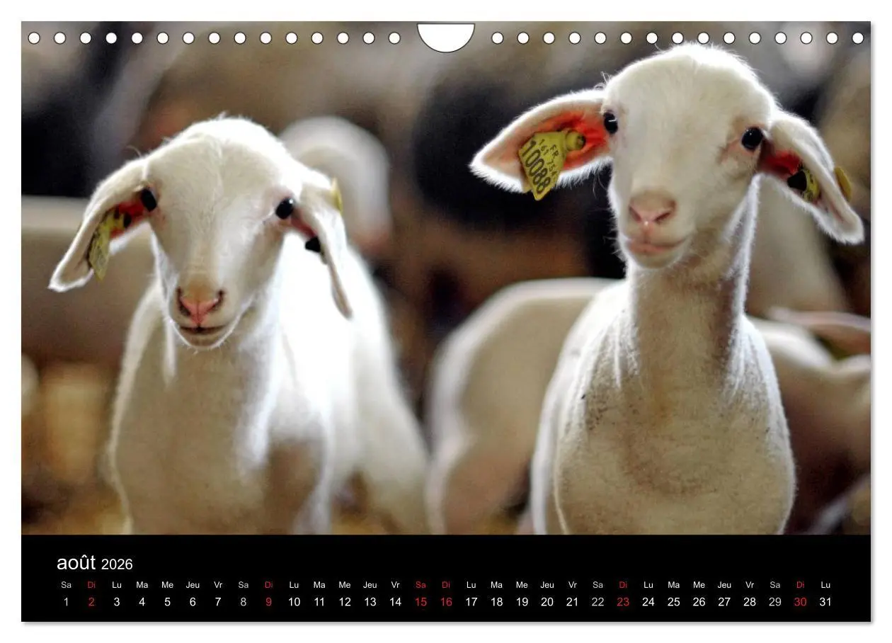 Bild: 9783516570519 | Couleurs Aveyron (Calendrier mural 2026 DIN A4 vertical), CALVENDO...