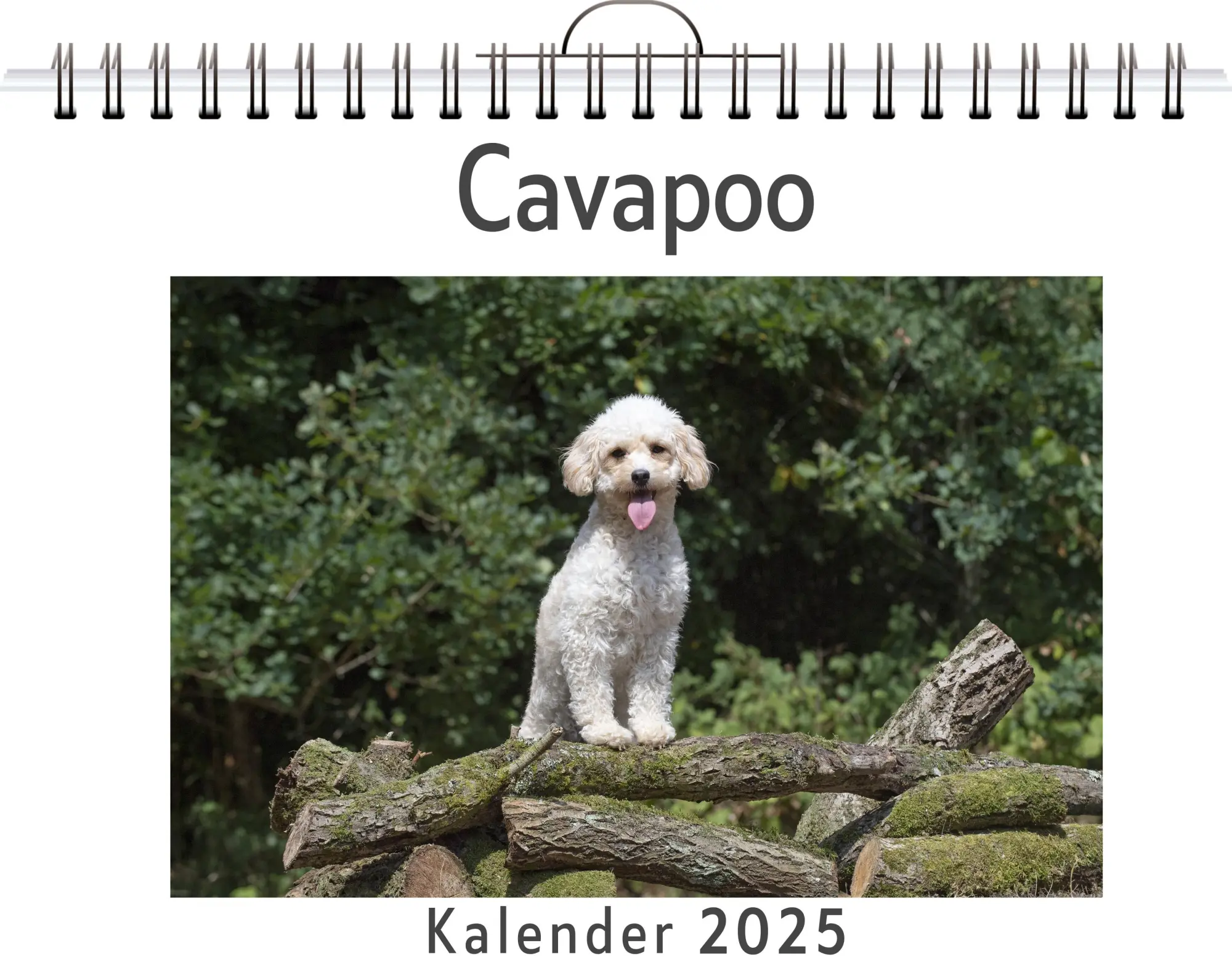 Cover: 9783759120519 | Cavapoo | Matteo Schröder | Kalender | Kalender | 14 S. | Deutsch