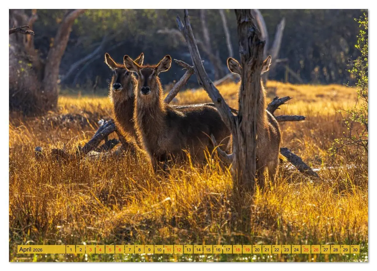 Bild: 9783516630619 | Das Okavango-Delta - Naturwunder im Herzen Afrikas (Wandkalender...