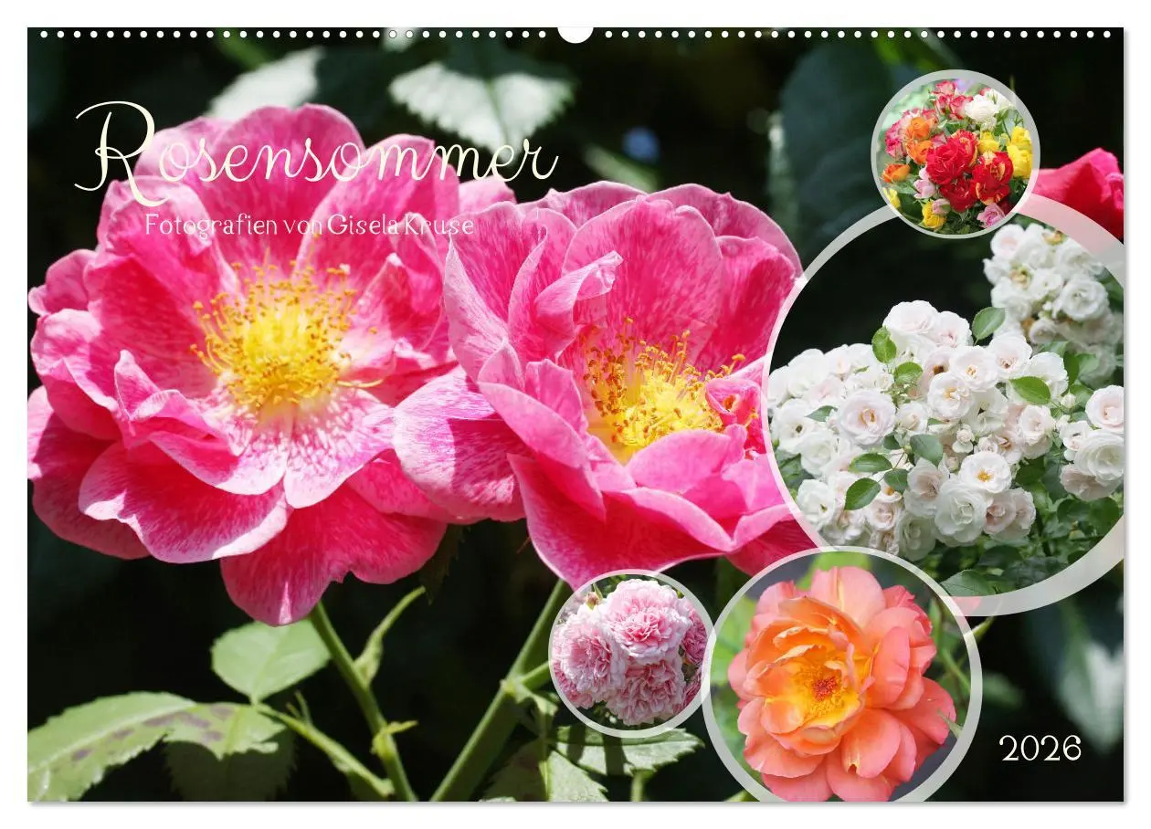 Cover: 9783457380819 | Rosensommer (Wandkalender 2026 DIN A2 quer), CALVENDO Monatskalender