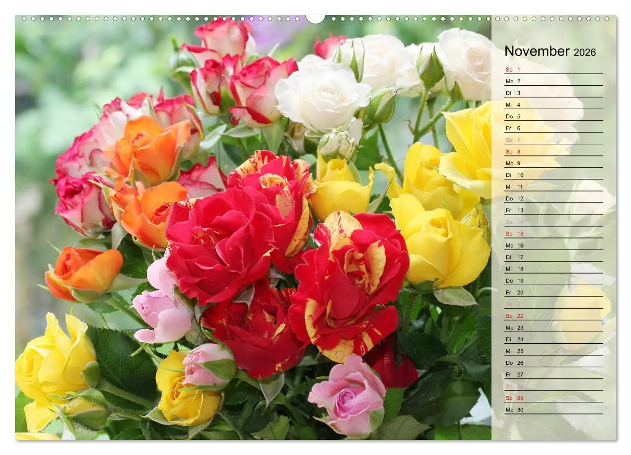 Bild: 9783457380819 | Rosensommer (Wandkalender 2026 DIN A2 quer), CALVENDO Monatskalender